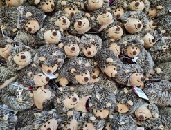 230419_Igel